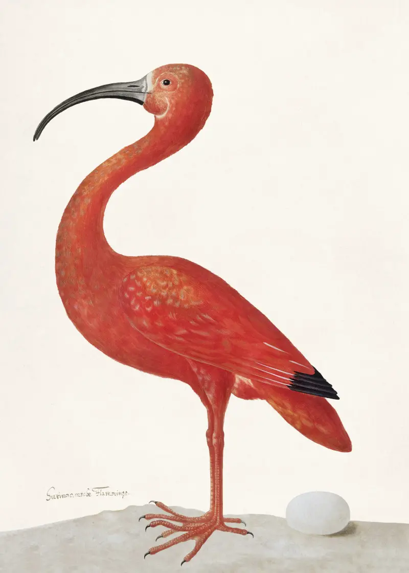 Scarlet Ibis with an Egg by Maria Sibylla Merian